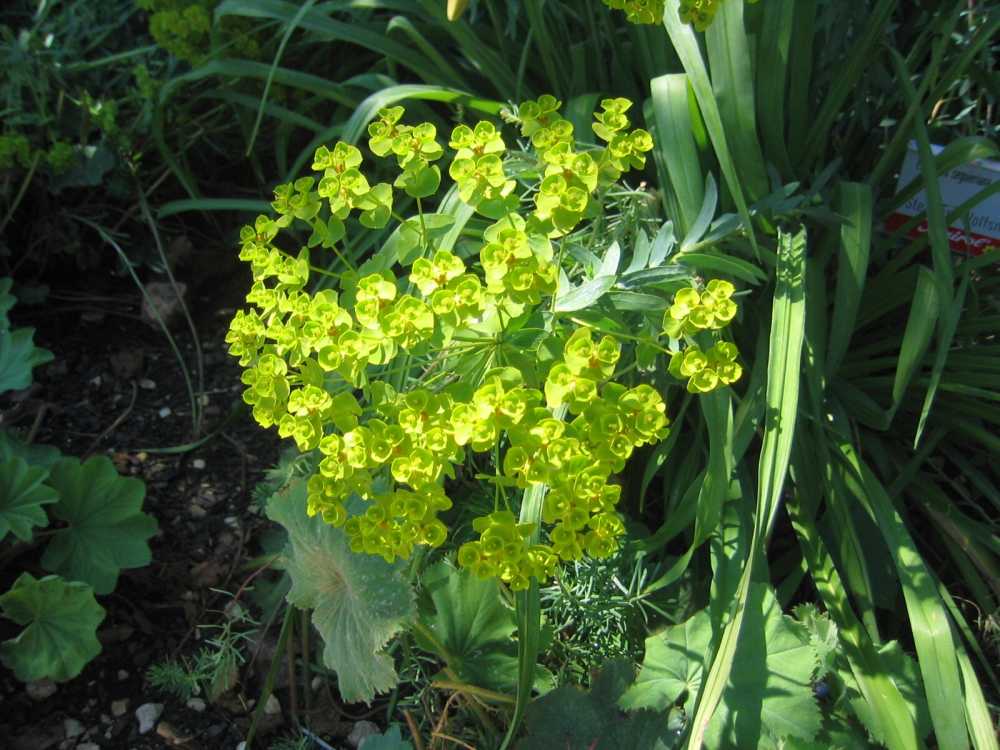 Euphorbia seguieriana (Bläuliche Wolfsmilch, Steppen-Wolfsmilch)